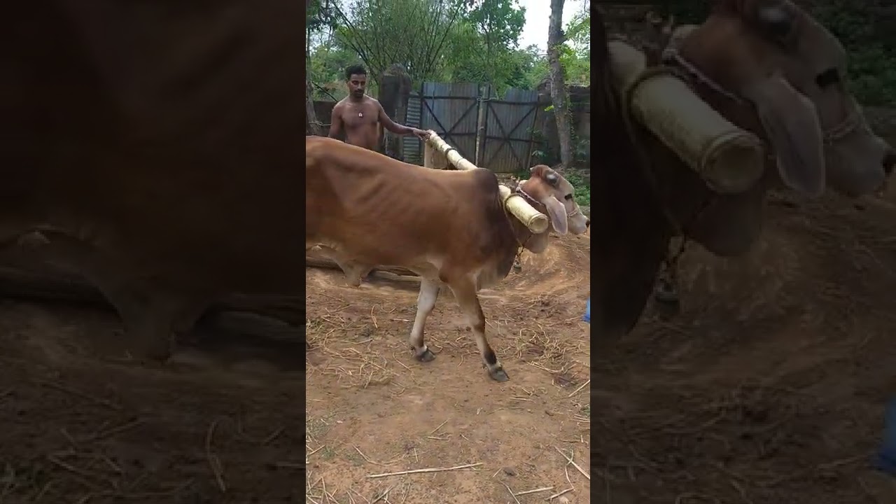 how to make a bull train for work and carry bullcart.