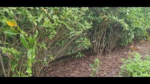 Bán cây thuốc an xoa khô và tươi - cây giống 0377841339