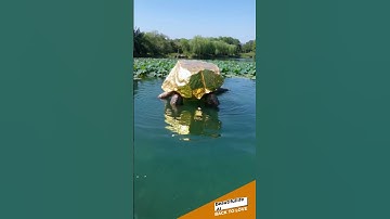 The turtle carries a pile of gold on its back #turtle #gold  #wildlife #lanscaping #animals #funny