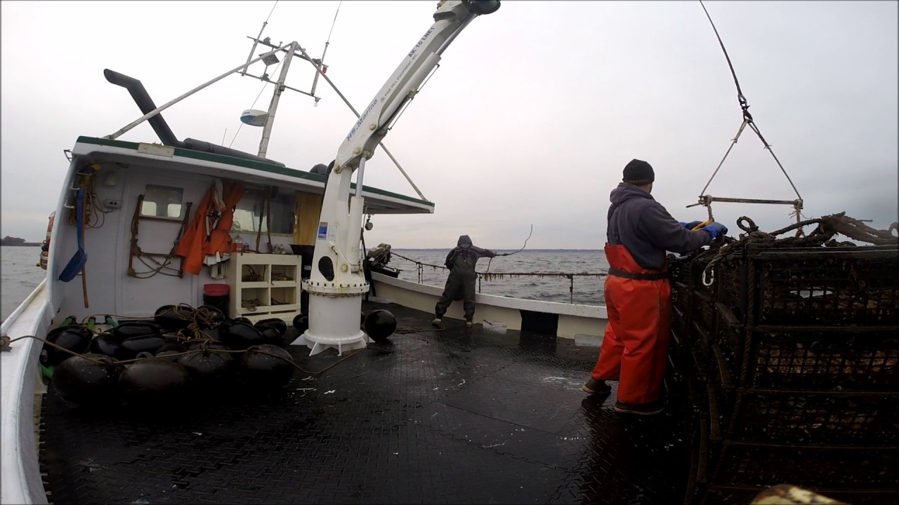 Salt Water Farms Oyster Harvest 2016 - YouTube