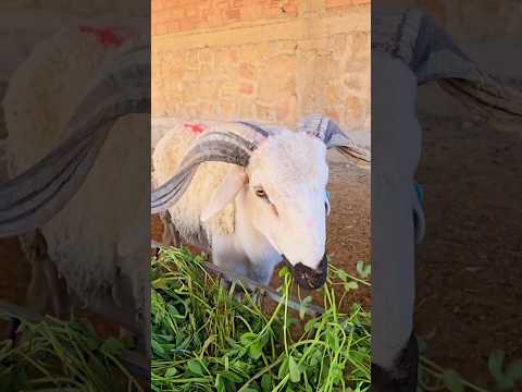 عكا كياكل الفصة وما بقى بغى لا بيسطاج لا نخالة أجمل خروف