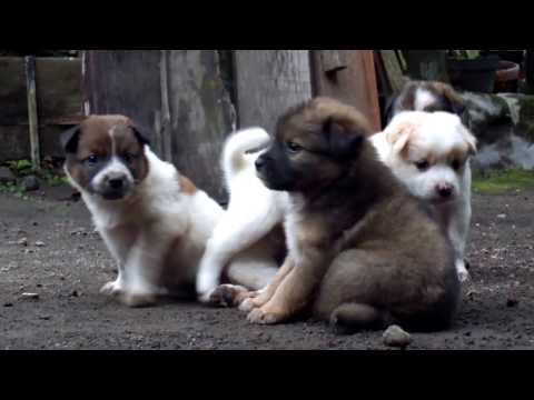 Video: Anjing dan Anak