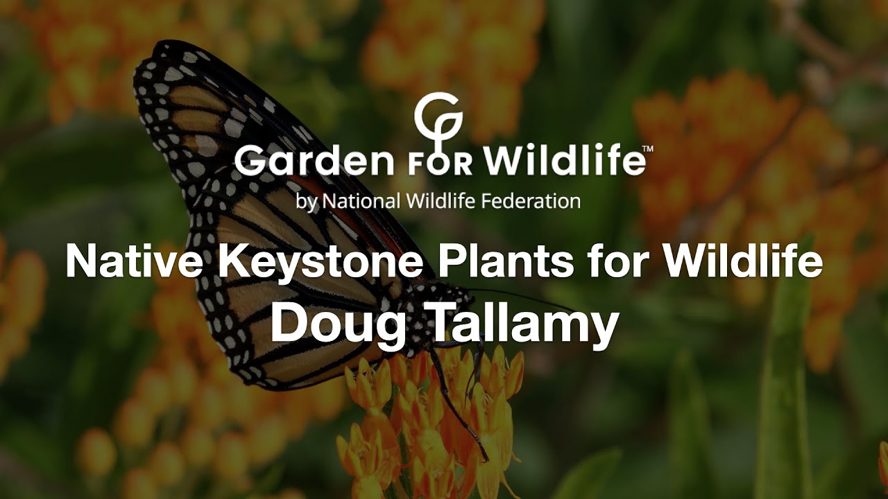 Native Keystone Plants for Wildlife Doug Tallamy YouTube
