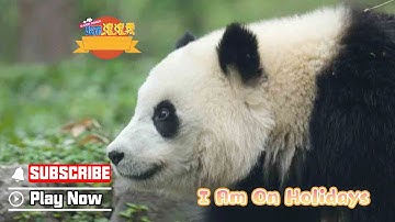 【Super Panda】Episode 329 How Do Pandas Spend China’s National Day | iPanda
