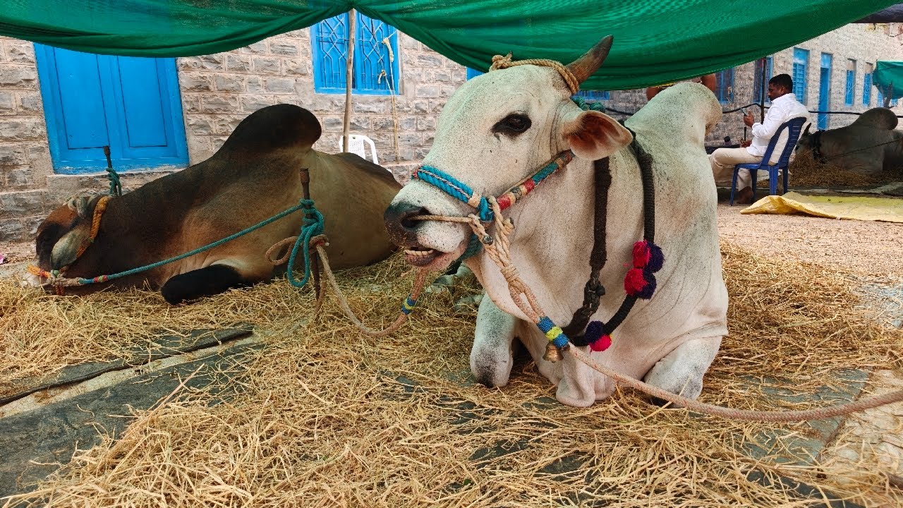 రెంటచింతల సీనియర్స్ 14జత. మార్తల చంద్ర ఓబుల్ రెడ్డి గారు. మచ్చలపులి.బాలయ్యగారిపల్లి గిత్త