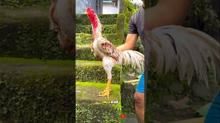AYAM PLUCKER ORIGINAL SUPER MEWAH  #shortvideo #hobiayam #ayamviral #ayambangkok #ayamplucker