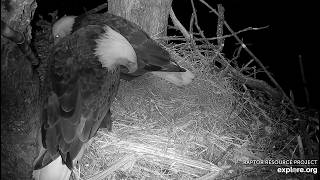 Decorah North Eagles: UM’s First Interaction with the Egg Explore.org 3-9-2026