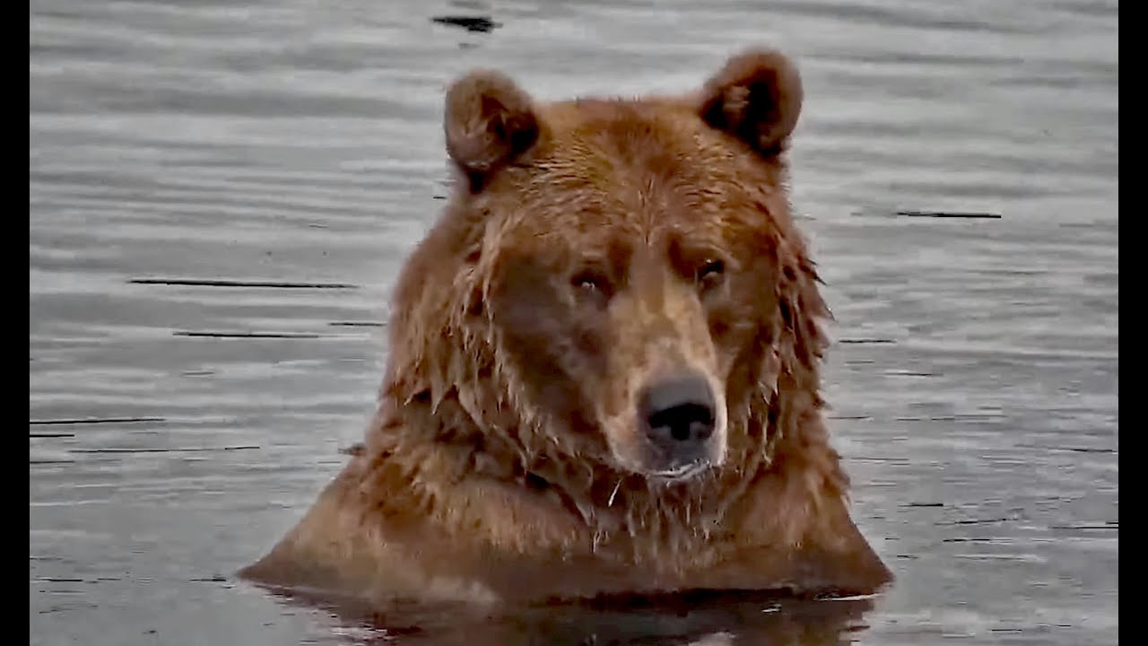27 Aug 2025: 901 close up on lower river (explore.org)