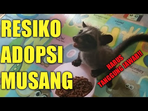 How To Get Rid Of Musang Pandan