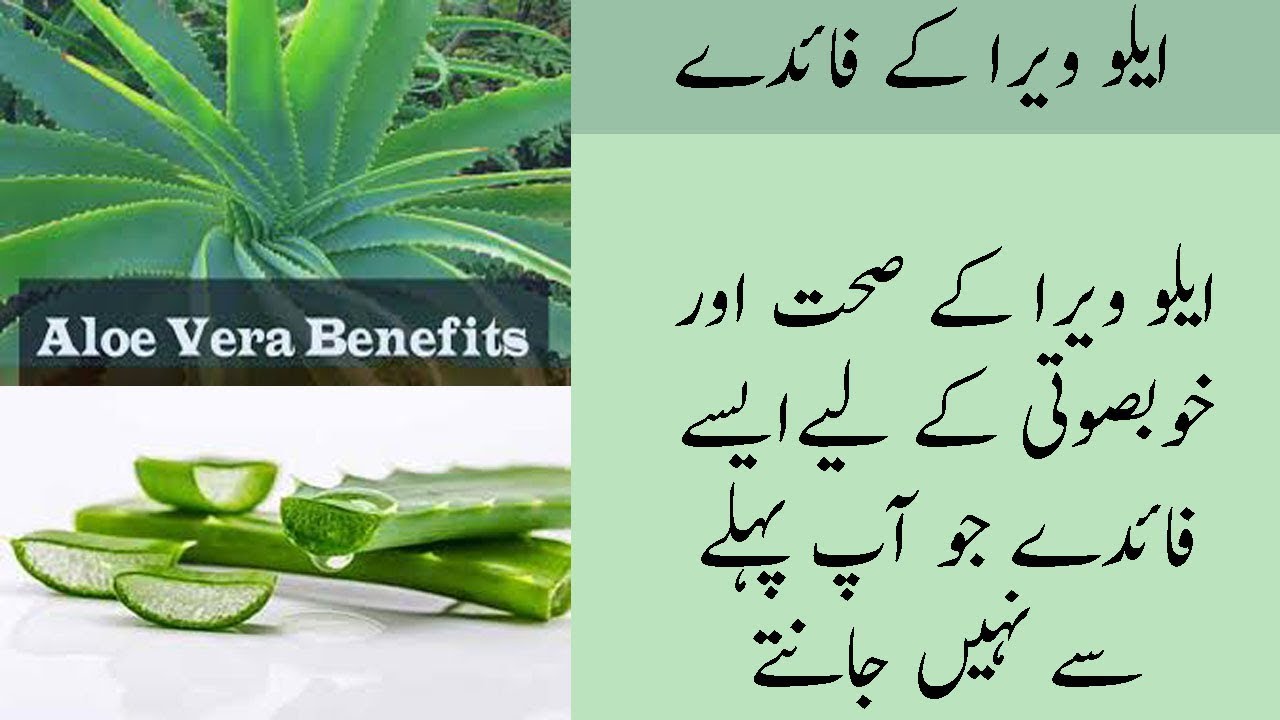 Benefits Of Aloe Vera For Skin Aloe Vera Uses In Urdu Aloe