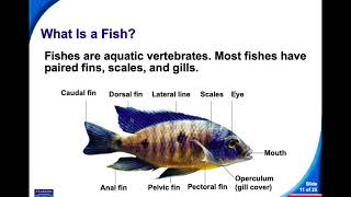 NOTES Intro to Chordates and Fishes screenshot 2