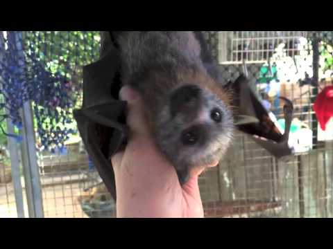 Bat likes to be tickled:  this is Jeddah