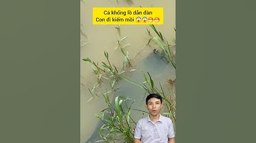 Cá khổng lồ dẫn đàn con đi tìm mồi #cacconvat #docla #fishing