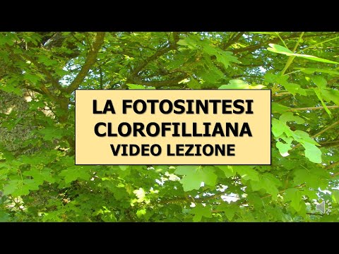 FOTOSINTESI CLOROFILLIANA |