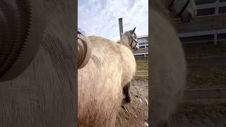 Grooming My HOT Mess of a Filly 💥