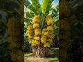 Unbelievable Banana Growing Method With Coke Grafting Fruit Shorts