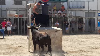 Toros en Albalat dels Tarongers 2023, Entrada de vacas y prueba (22/ 24 de septiembre)