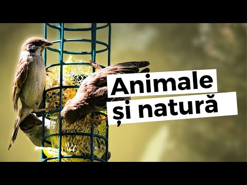 Video: Care Este Cel Mai Bun Mod De A Hrăni Păsările în Timpul Iernii
