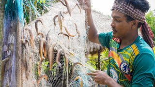 In Rainy Season-Finding Food for Cooking, Fried Peacock Eel Fish with Natural Food