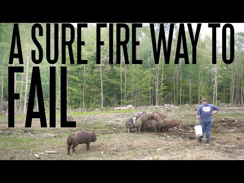 How To Be The World's Worst Farmer (& Why We Don't Worm Our Pigs)
