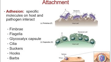 Microbe human interactions