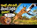 గాల్లో ఎగిరి మరీ వేటాడే పిల్లిని చూసారా? 6 అడుగుల ఎత్తు వరకు ఎగురుతుంది...#caracal #news