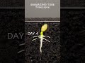 Zucchini Sprouting Time Lapse