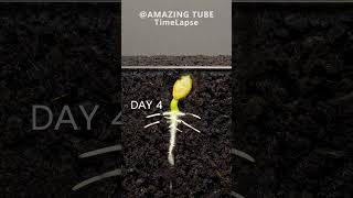 Zucchini Sprouting Time Lapse