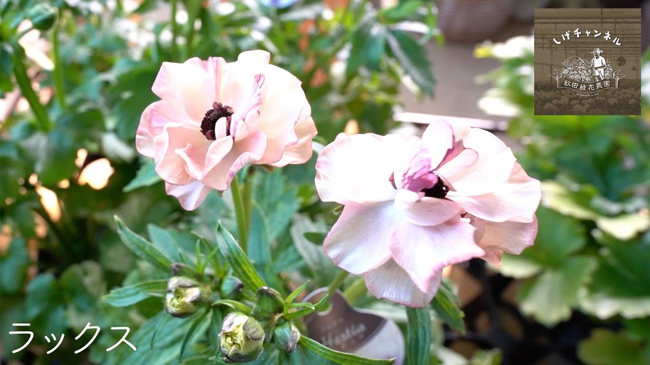 しげチャンネル】ラナンキュラスラックスについて語ります！ - YouTube