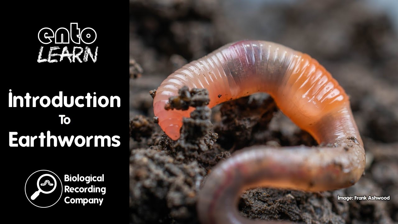 Introduction To Earthworms 