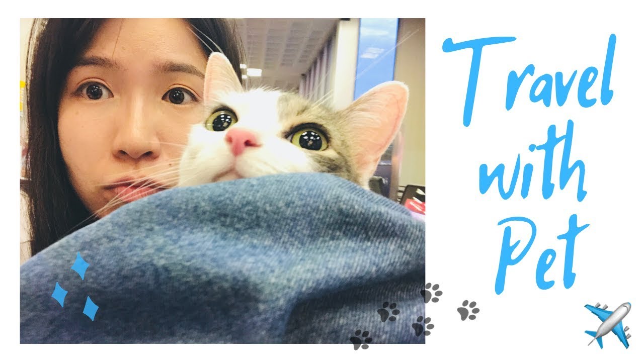 Travel with Pet | 和宠物一起旅行 | 带猫咪上客舱 | Domestic Flight | Delta Travel with Pet | Here's Iris