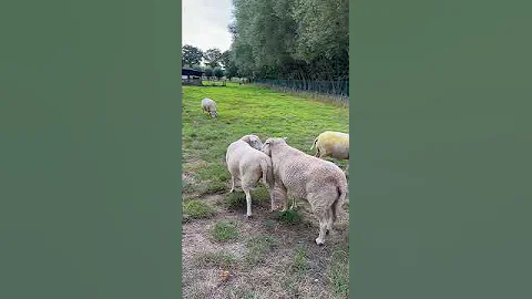 Сезон спаривания овец🐏🐑#shorts #короткие_видео