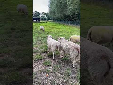 Спаривание овец в домашних условиях видео