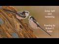 How to recognise birds from their song