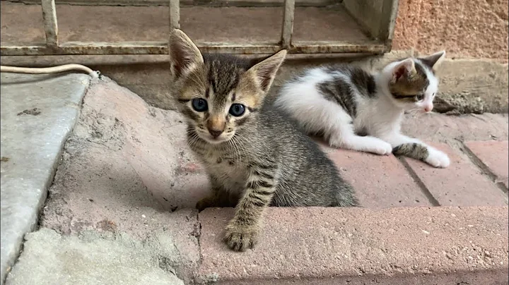 Watch the video about Cute little Kittens living on the street. Mommy Cat Thanks Me for Feeding Her Kittens 😍
