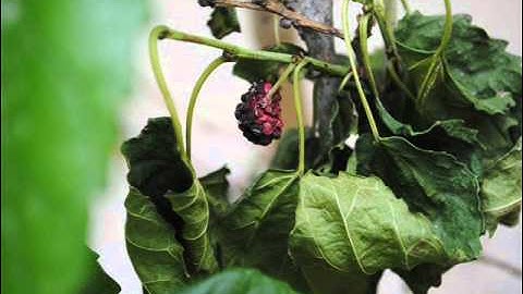 سورة الزمر فارس عباد اخر الايات