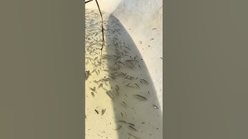 wow good view fishing wow amazing vedio dekho $2000😲😲😲😫