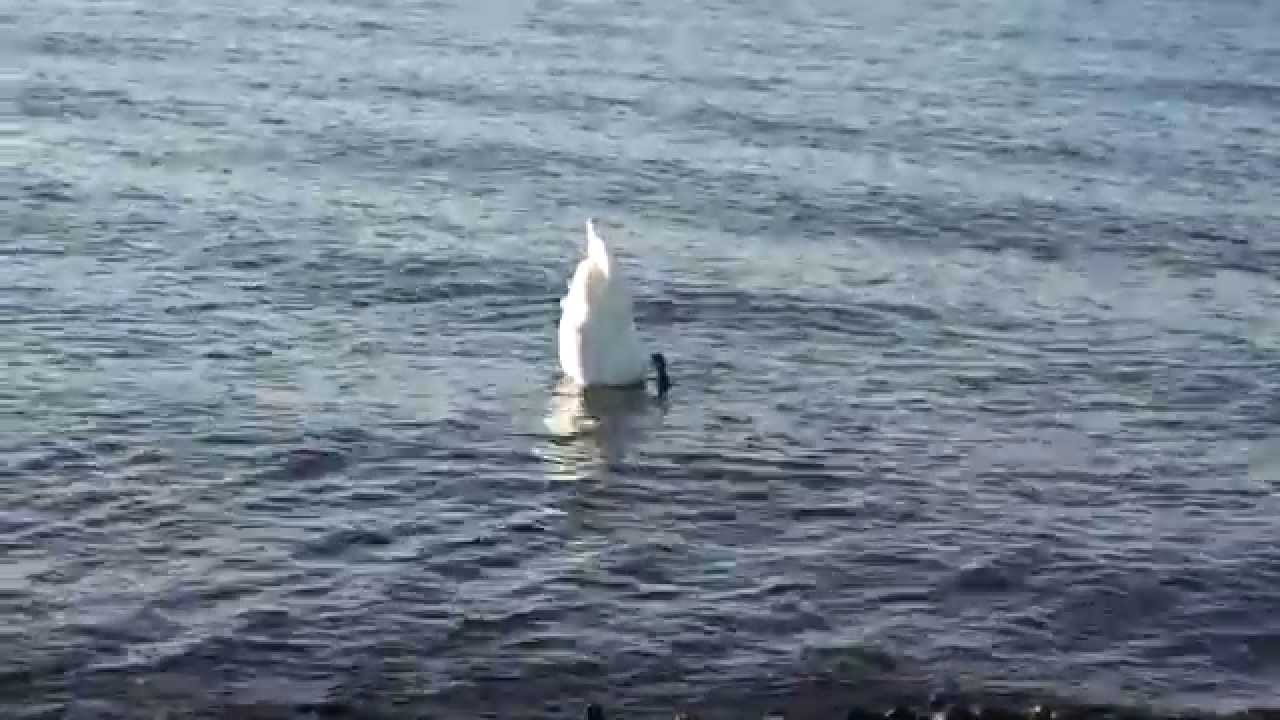 Diving Swans In Cardiff Bay YouTube