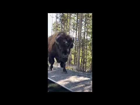 Up-Close Footage of