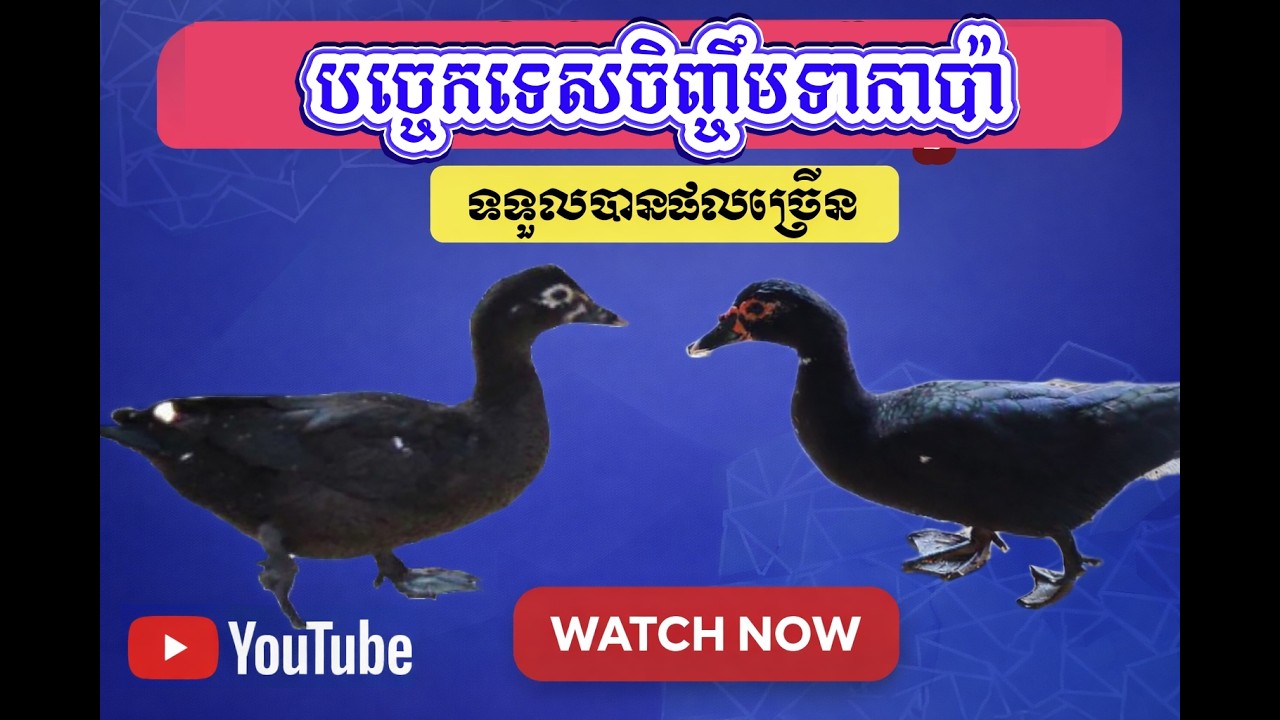 បច្ចេកទេសចិញ្ចឹមទាកាប៉ា លក្ខណះគ្រួសារ