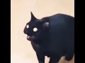 Bass Boosted Cat