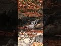 Relaxing Music with Water Sounds