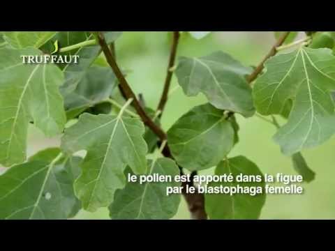 Video: Tradisjonelle Agroøkosystemer Som Vinterhager Og Inkubatorer For Kultivert Plantesortdiversitet: Tilfellet Med Fiken (Ficus Carica L.) I Marokko