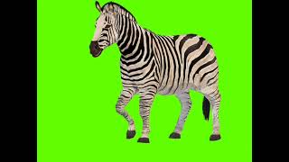 Zebra I green screen I how to make green screen's  screen video effect