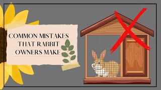 Common Mistakes That Rabbit Owners Make