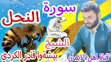 سورة النحل كاملة بصوت رائع الشيخ بيشةوا قادر الكردي surat alnahl kamil alshaykh bishtu qadir alkurdi