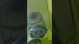 suara perkutut senggang manja. ring Ar-Shyfa PN.BF