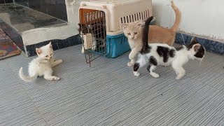 Ginger Kitten Babysitting Tiny Kittens in their Mama's Absence But Attacks When Gets Naughty
