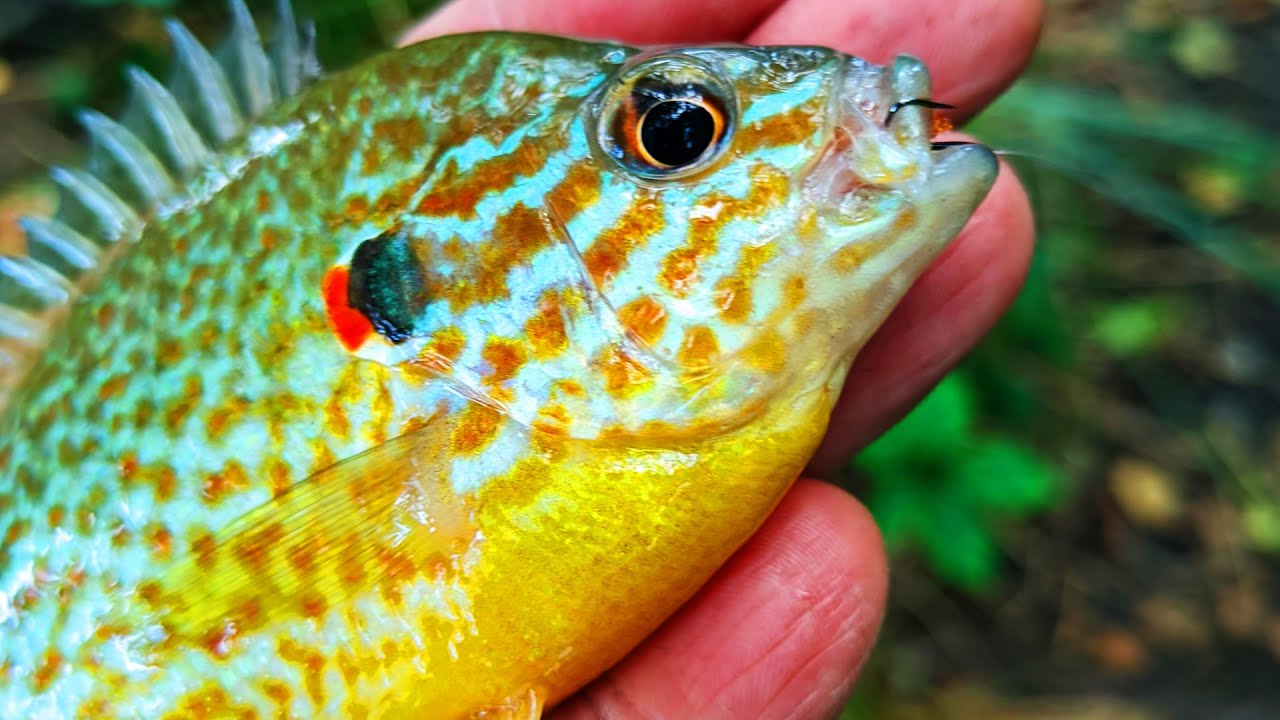 На Мормишку Під Ногами! Ловлю Соняшного Окуня SUNFISH на Голу Мормишку! Безмотилка в Україні 2025