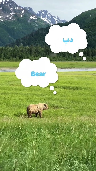 what-does-bear-mean-in-lebanese-arabic-dialect-learnarabic-levantine